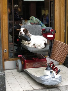 Image (c) M.T.Wilson